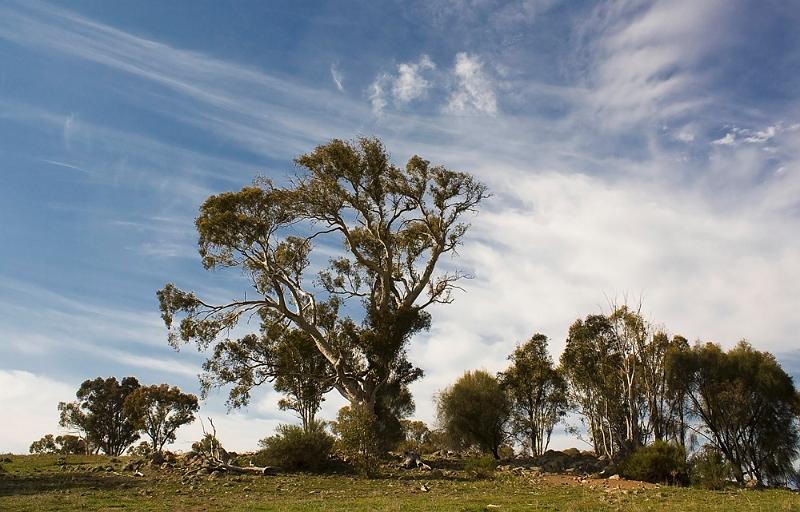 the  tree that snagged the clouds_filtered.jpg